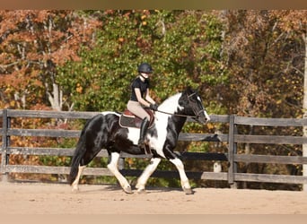 Fries paard Mix, Ruin, 7 Jaar, Gevlekt-paard