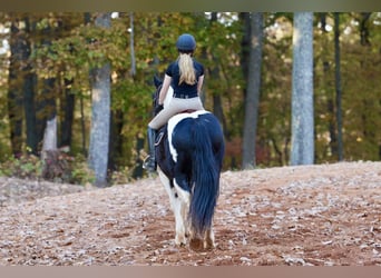 Fries paard Mix, Ruin, 7 Jaar, Gevlekt-paard