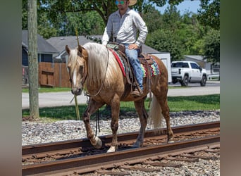 Fries paard, Ruin, 7 Jaar, Palomino