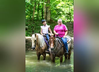 Fries paard Mix, Ruin, 7 Jaar, Palomino