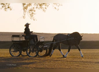 Fries paard Mix, Ruin, 7 Jaar, Roan-Bay