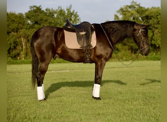 Fries paard, Ruin, 7 Jaar, Zwart