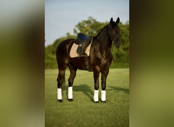 Fries paard, Ruin, 7 Jaar, Zwart