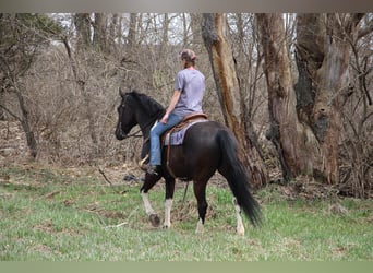 Fries paard, Ruin, 7 Jaar, Zwart