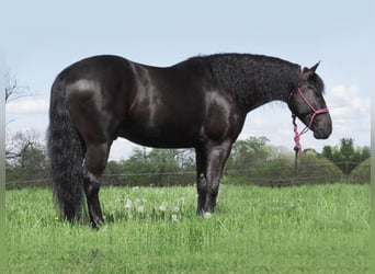Fries paard Mix, Ruin, 8 Jaar, 147 cm, Zwart