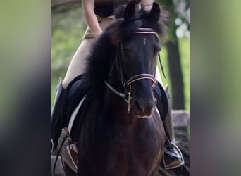 Fries paard Mix, Ruin, 8 Jaar, 150 cm, Zwart