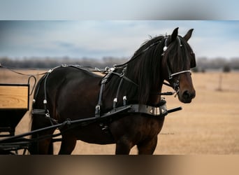 Fries paard Mix, Ruin, 8 Jaar, 152 cm, Donkerbruin