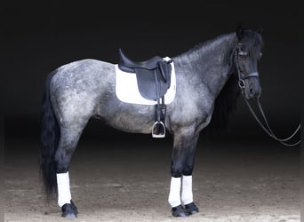 Fries paard Mix, Ruin, 8 Jaar, 152 cm, Roan-Blue