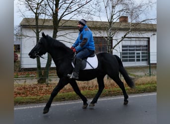 Fries paard Mix, Ruin, 8 Jaar, 152 cm, Zwart