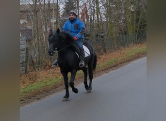 Fries paard Mix, Ruin, 8 Jaar, 152 cm, Zwart