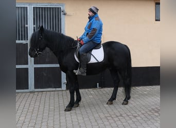 Fries paard Mix, Ruin, 8 Jaar, 152 cm, Zwart