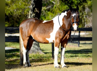Fries paard Mix, Ruin, 8 Jaar, 157 cm, Gevlekt-paard