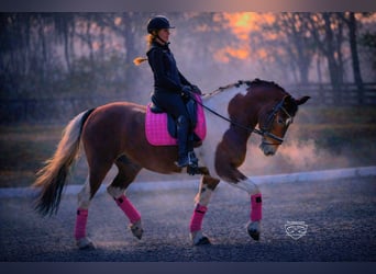 Fries paard Mix, Ruin, 8 Jaar, 157 cm, Gevlekt-paard