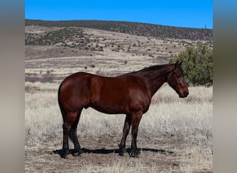 Fries paard, Ruin, 8 Jaar, 157 cm, Roodbruin