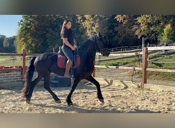 Fries paard, Ruin, 8 Jaar, 158 cm, Zwart