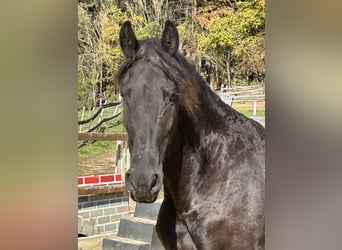 Fries paard, Ruin, 8 Jaar, 158 cm, Zwart