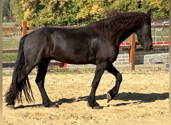 Fries paard, Ruin, 8 Jaar, 158 cm, Zwart