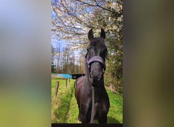 Fries paard, Ruin, 8 Jaar, 159 cm, Zwart