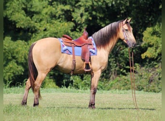 Fries paard, Ruin, 8 Jaar, 160 cm, Buckskin