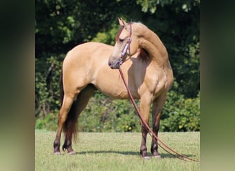 Fries paard, Ruin, 8 Jaar, 160 cm, Buckskin