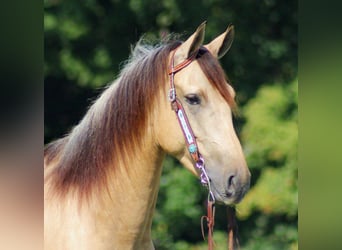 Fries paard, Ruin, 8 Jaar, 160 cm, Buckskin