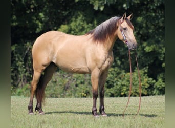 Fries paard, Ruin, 8 Jaar, 160 cm, Buckskin