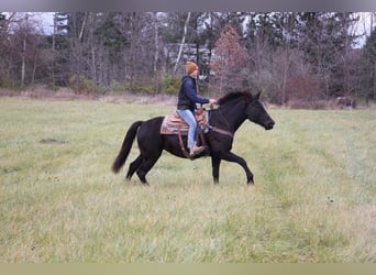 Fries paard, Ruin, 8 Jaar, 160 cm, Zwart