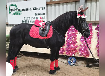 Fries paard, Ruin, 8 Jaar, 162 cm, Zwart