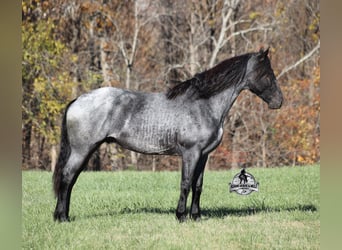 Fries paard Mix, Ruin, 8 Jaar, 163 cm, Roan-Blue