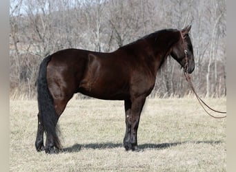 Fries paard, Ruin, 8 Jaar, 163 cm, Zwart