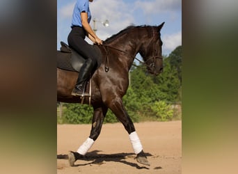 Fries paard, Ruin, 8 Jaar, 163 cm, Zwart