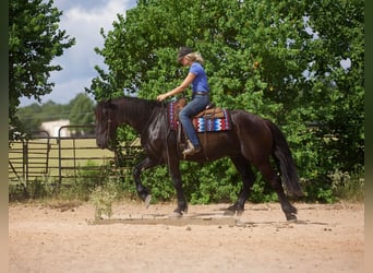 Fries paard, Ruin, 8 Jaar, 163 cm, Zwart