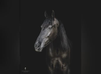 Fries paard, Ruin, 8 Jaar, 165 cm, Brauner