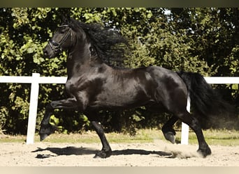 Fries paard, Ruin, 8 Jaar, 167 cm, Zwart