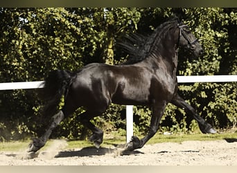 Fries paard, Ruin, 8 Jaar, 167 cm, Zwart