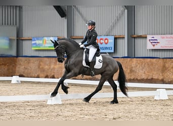 Fries paard, Ruin, 8 Jaar, 168 cm, Zwart