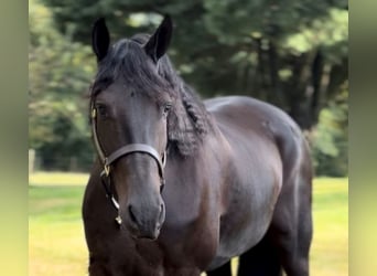 Fries paard, Ruin, 8 Jaar, 168 cm, Zwart