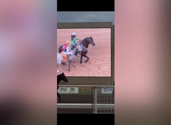 Fries paard Mix, Ruin, 8 Jaar, 170 cm, Zwart