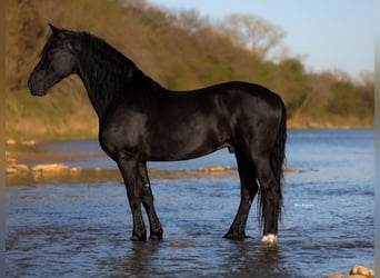 Fries paard Mix, Ruin, 8 Jaar, 170 cm, Zwart