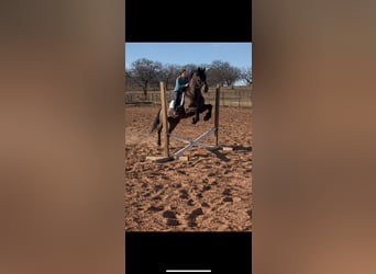 Fries paard Mix, Ruin, 8 Jaar, 170 cm, Zwart