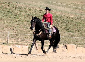 Fries paard Mix, Ruin, 8 Jaar, 170 cm, Zwart