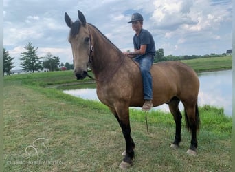 Fries paard, Ruin, 8 Jaar, 173 cm, Buckskin