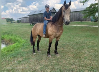 Fries paard, Ruin, 8 Jaar, 173 cm, Buckskin