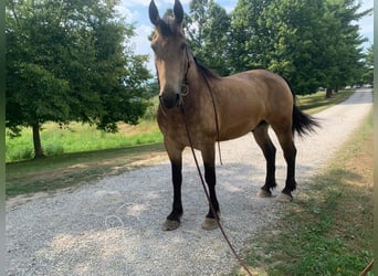 Fries paard, Ruin, 8 Jaar, 173 cm, Buckskin