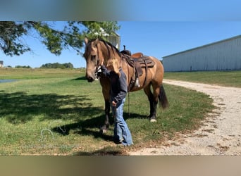 Fries paard, Ruin, 8 Jaar, 173 cm, Buckskin