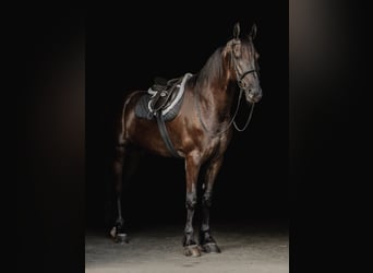 Fries paard, Ruin, 8 Jaar, 173 cm, Zwart