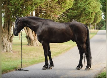 Fries paard, Ruin, 8 Jaar, 173 cm, Zwart