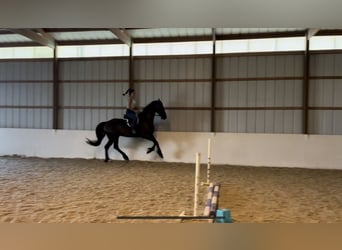 Fries paard, Ruin, 8 Jaar, 173 cm, Zwart