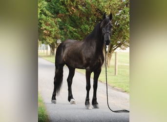 Fries paard, Ruin, 8 Jaar, 173 cm, Zwart