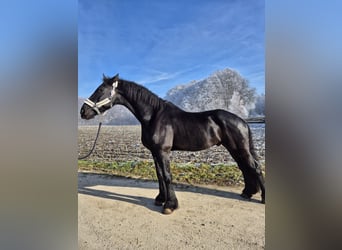 Fries paard, Ruin, 8 Jaar, 181 cm, Zwart